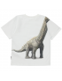 Molo - T-Shirt - Rillo - Dino Meeting